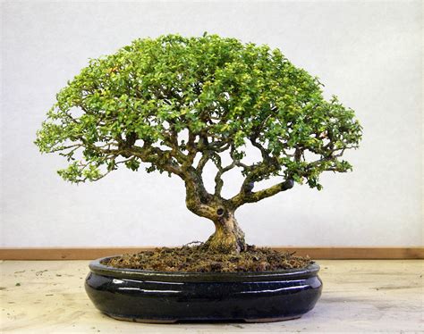 Boxwood Bonsai Care Guide | Bonsai tree, Indoor bonsai, Indoor bonsai tree