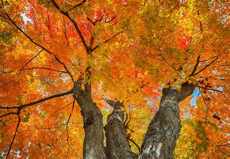 How sugar maple trees work | Massachusetts Maple Producers Association