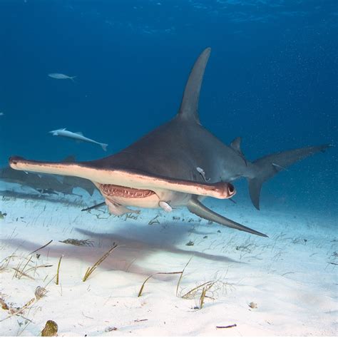 Great Hammerhead Shark Size