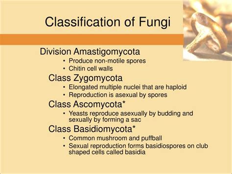 PPT - Kingdom Fungi PowerPoint Presentation - ID:1466318