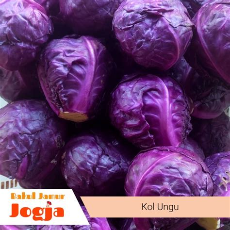 Jual KOL UNGU/KUBIS UNGU (500 gram) | Shopee Indonesia