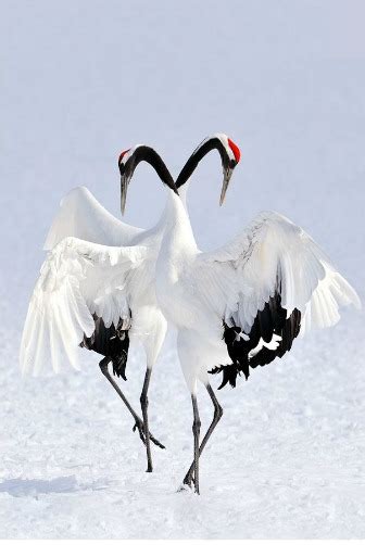 Crane Symbolism | Symbols and Totems of the Crane