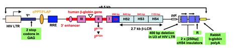 Cutting Edge Gene Therapies: Beta-Thalassemia Breakthroughs (Part I ...