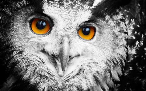 owl, Face, Eyes Wallpapers HD / Desktop and Mobile Backgrounds