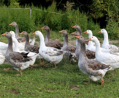 Guide to Domestic Goose Breeds - Backyard Poultry | Geese breeds ...