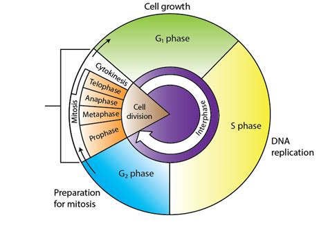 Cell Cycle Phase - Definition, Fours phases of Cell cycle Division