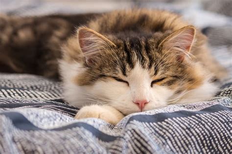 My cat sleeps constantly, when should I worry? | Memphis Emergency Vet