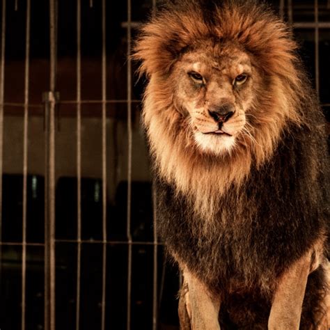 11 Facts About Circus Animal Abuse | DoSomething.org