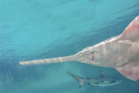 11 Surprising Sawfish Facts - Fact Animal