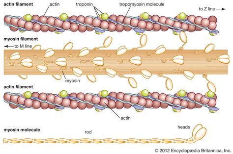 Myosin | chemical compound | Britannica