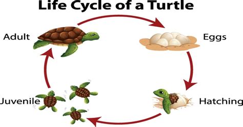 Turtle Life Cycle - Learn About Nature