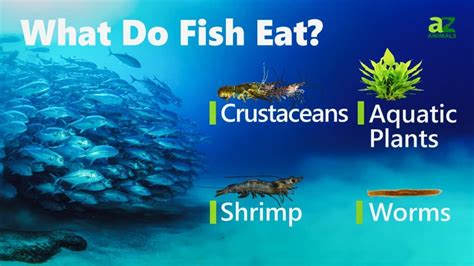 What Do Fish Eat? - A-Z Animals