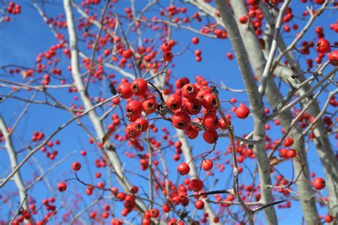 HAWTHORN WINTER KING For Sale in Boulder Colorado