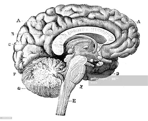 Antique medical scientific illustration high-resolution: brain | Arte ...