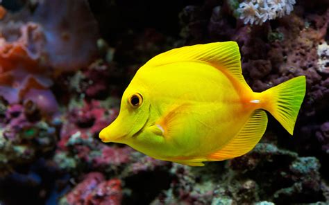 Beautiful Fish Pictures & Wallpaper