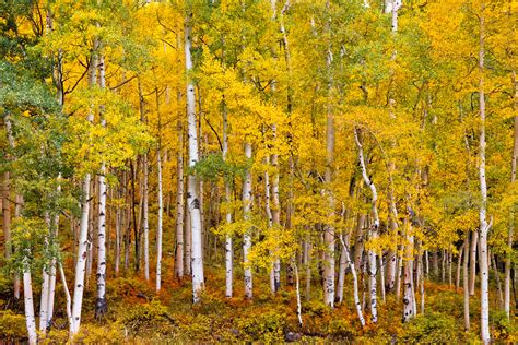 Southwest Colorado Fall Aspen Trees Fine Art Photo Print | Photos by ...