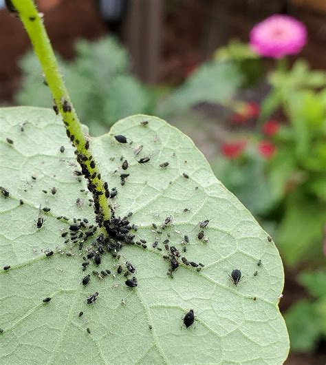 Organic Aphid Control: 9 Ways to Get Rid of Aphids | Organic aphid ...