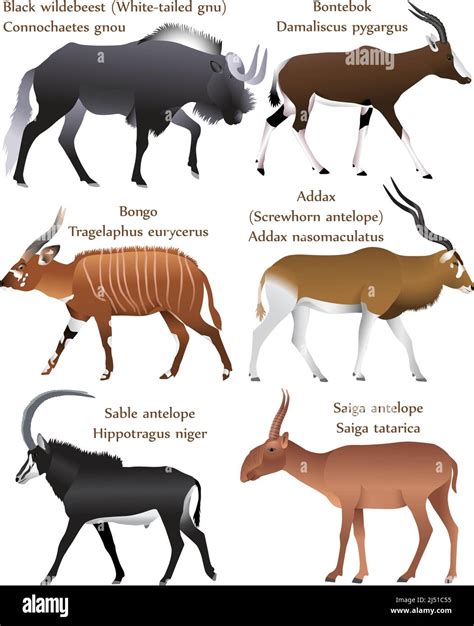 Asian antelope species Cut Out Stock Images & Pictures - Alamy