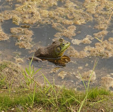 American Bullfrog | American bullfrog. Invasive species to t… | Flickr