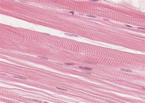 Muscle tissue – Meyers Histology