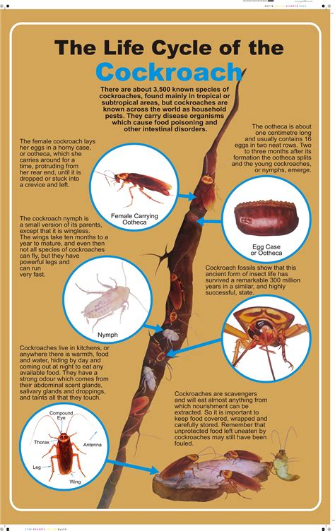 THE LIFE CYCLE OF COCKROACH – West African Book Publishers Limited