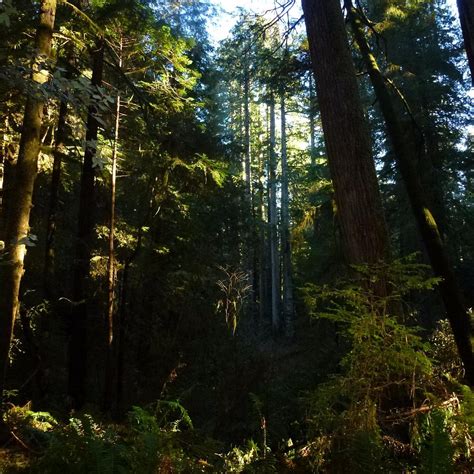 Del Norte Coast Redwoods State Park - All You Need to Know BEFORE You ...