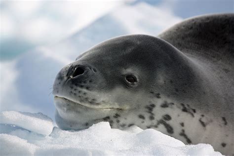 Leopard Seals Adaptations