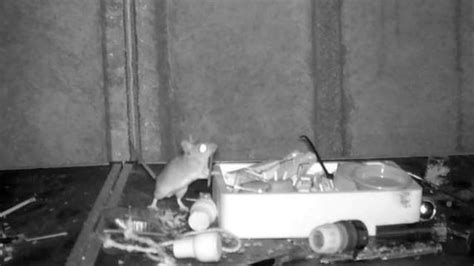 Tidy Welsh Mouse caught on tape cleaning man's shed every night