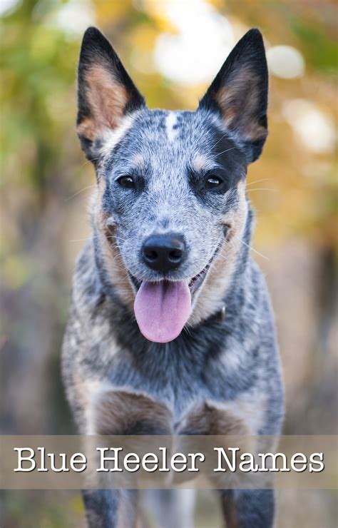 Blue Heeler Names - 200 Brilliant Ideas For Australian Cattle Dog Puppies