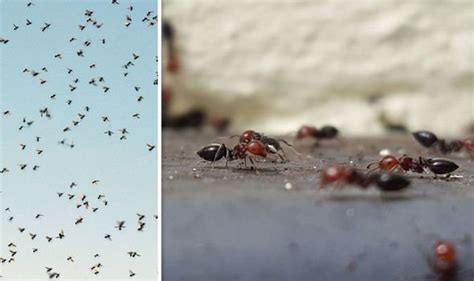 Flying ants SWARM: Why are there so many flying ants right now ...