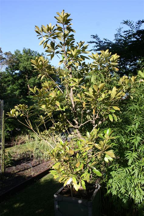 Quercus acuta - Japanse altijdgroene eik, Japanese evergreen oak, アカガシ ...