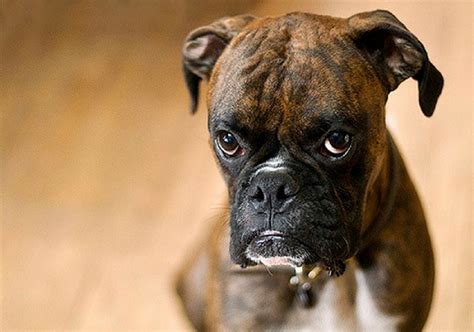 Science Tells Us What Dogs Actually Mean When They Look Guilty - Nuzzle