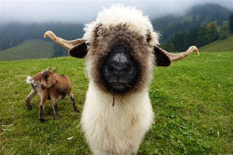 Best Time to See Valais Blacknose Sheep in Switzerland 2023 - Rove.me ...