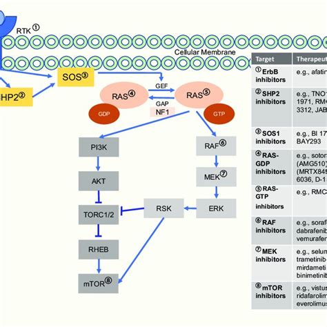 RAS/MAPK pathway downstream signaling and therapeutic targets. RAS/MAPK ...