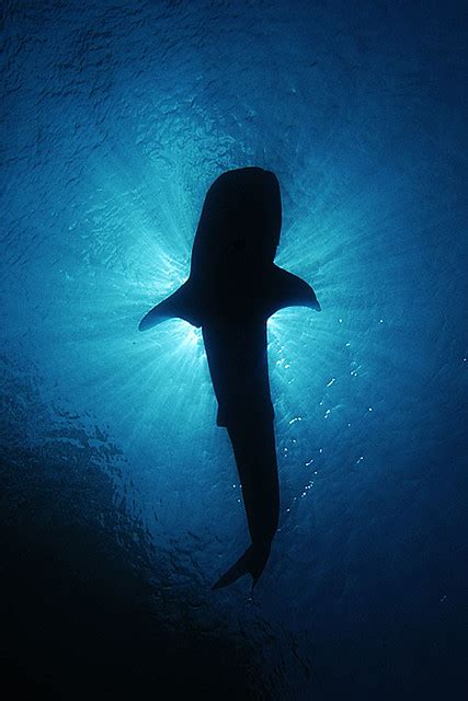 Whale Shark Silhouette - a photo on Flickriver