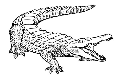 Free Printable Alligator Coloring Pages