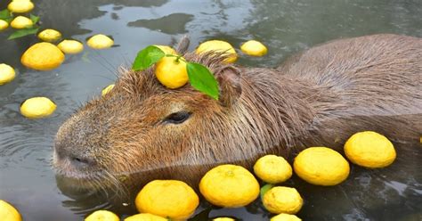 Japan House | Touji and Capybaras