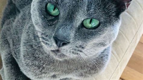 How to tell if your cat is a Russian Blue (Physical Traits Only ...