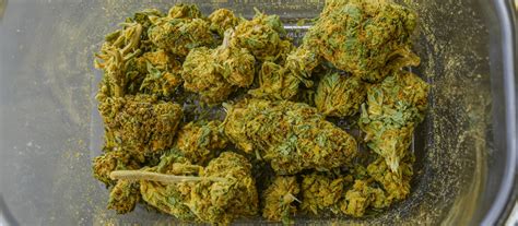 Highest THC Recorded [Do 40%% THC strains really exist?]