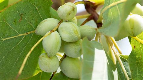 Benefits of Kakadu Plum | Naakpa