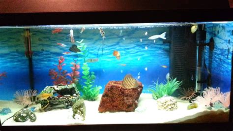 Best Tropical Fish Tank SetUP - YouTube