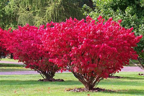 When & How to Prune Burning Bush: 4 Expert Tips | House Grail