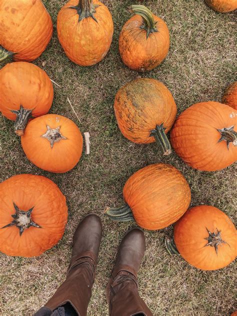 Pumpkin patch photoshoot | Pumpkin patch photoshoot, Pumpkin, Fall photos