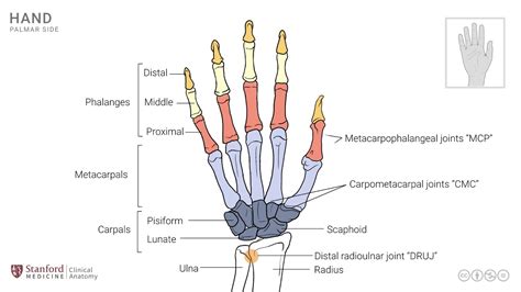 Wrist And Hand Anatomy Joints