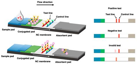 IJMS | Free Full-Text | Recent Trends in Lateral Flow Immunoassays with ...