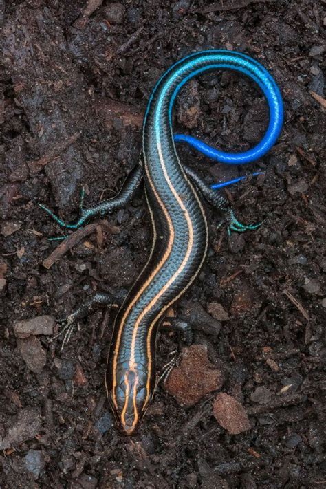 Blue Tailed Skink - Awesome | Cute reptiles, Lizard, Weird animals