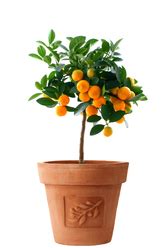 Arbre fruitier en pot : variétés et prix des arbres fruitiers en pot