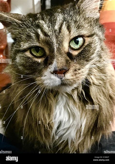 Coco le chat Maine coon Stock Photo - Alamy