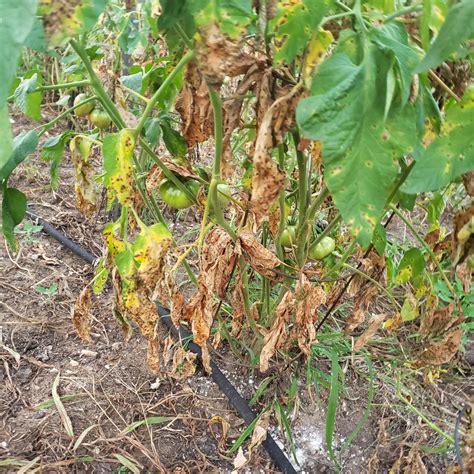 Tomato Disease – PlantDOC