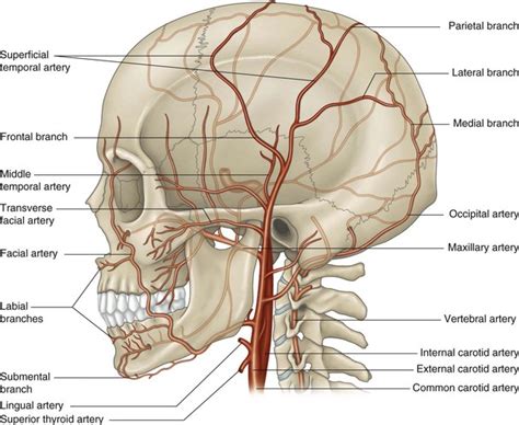 The superficial temporal artery | Musculoskeletal Key